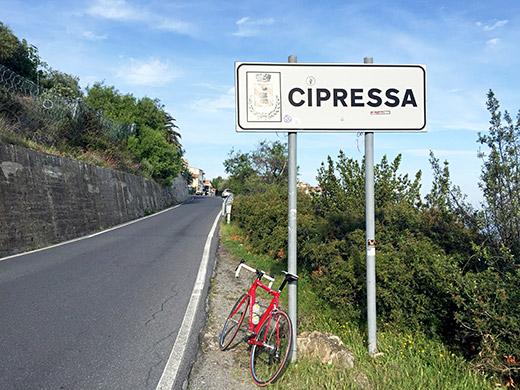 Cipressa