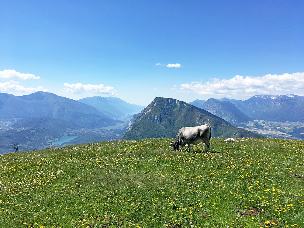 Malga di Gagia/Monte Gagia