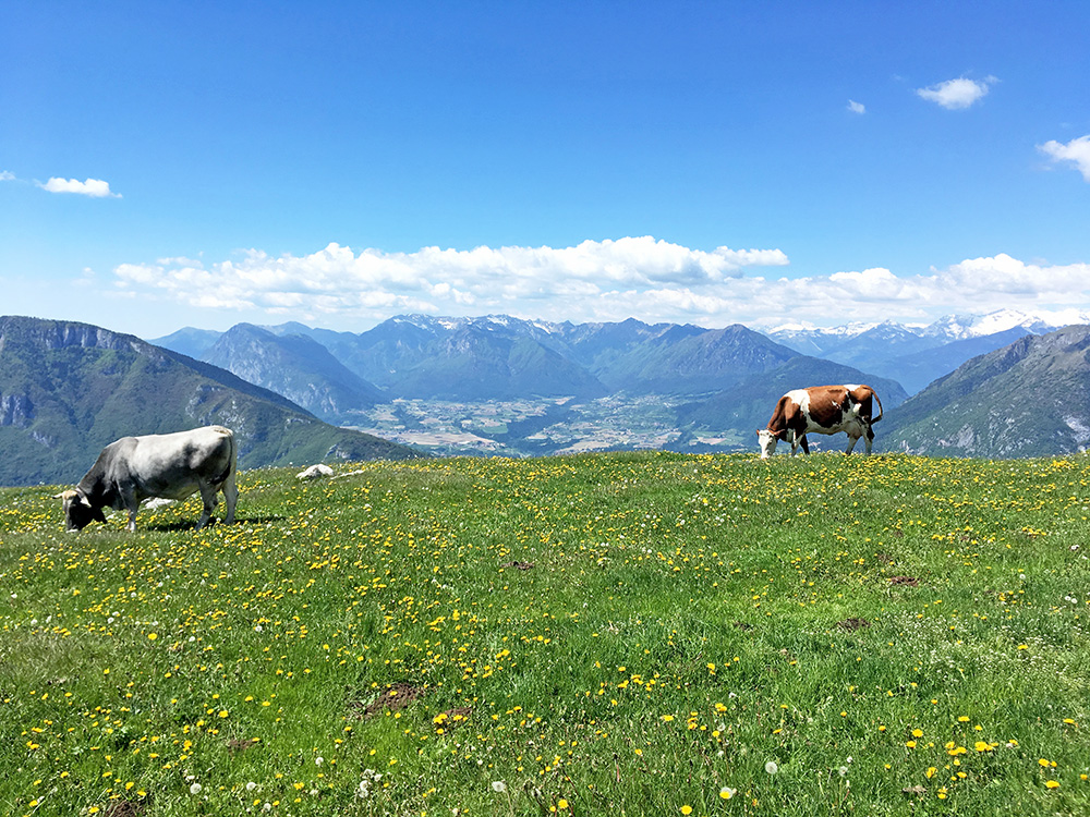 Malga di Gagia/Monte Gagia