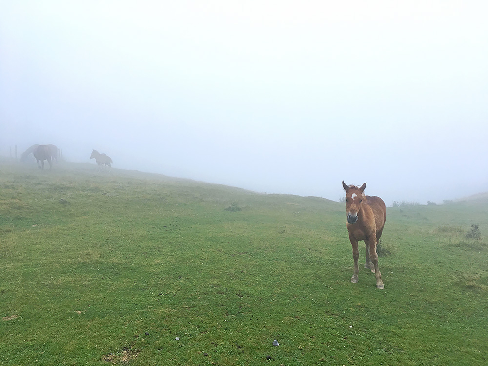 Orate (Lepoa)/Col d’Oraat